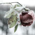 Alte Rose im Winter