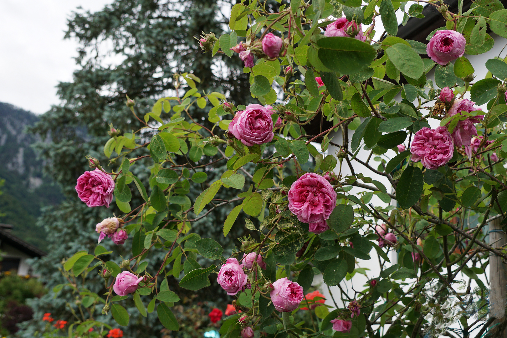 Alte Rosensorte mit Seltenheitswert