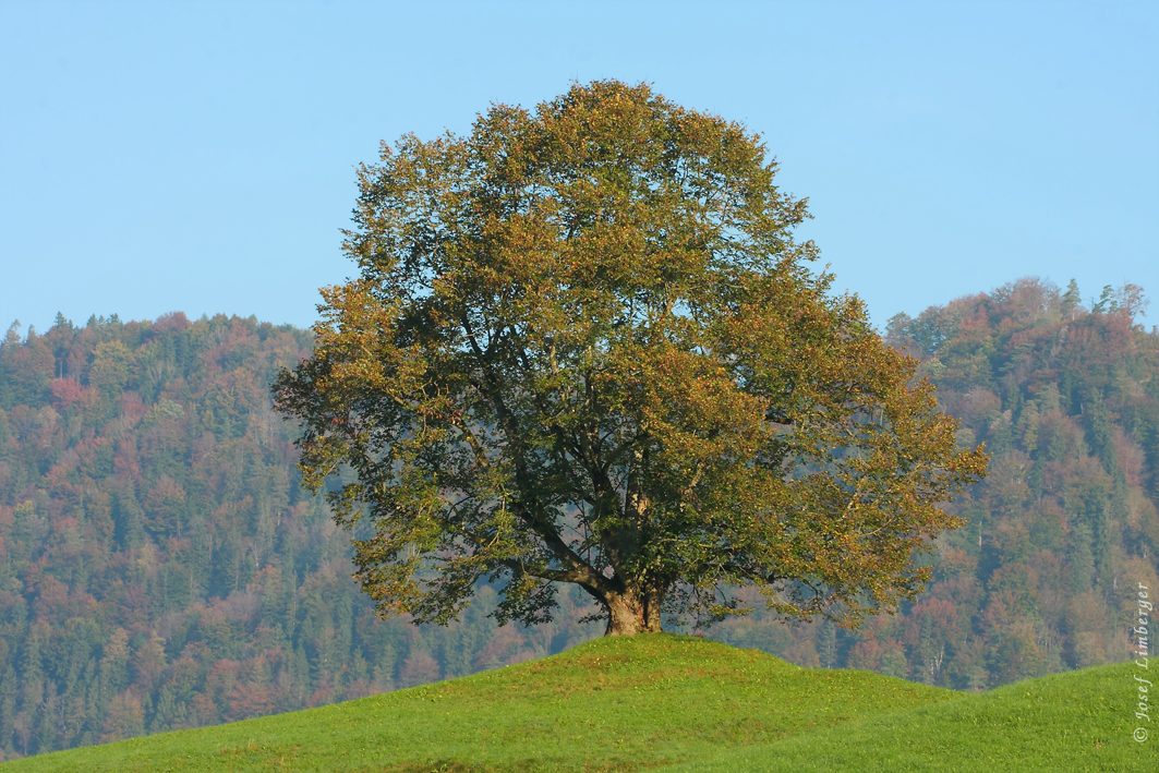  Alte Rotbuche (Fagus sylvatica) 