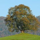  Alte Rotbuche (Fagus sylvatica) 