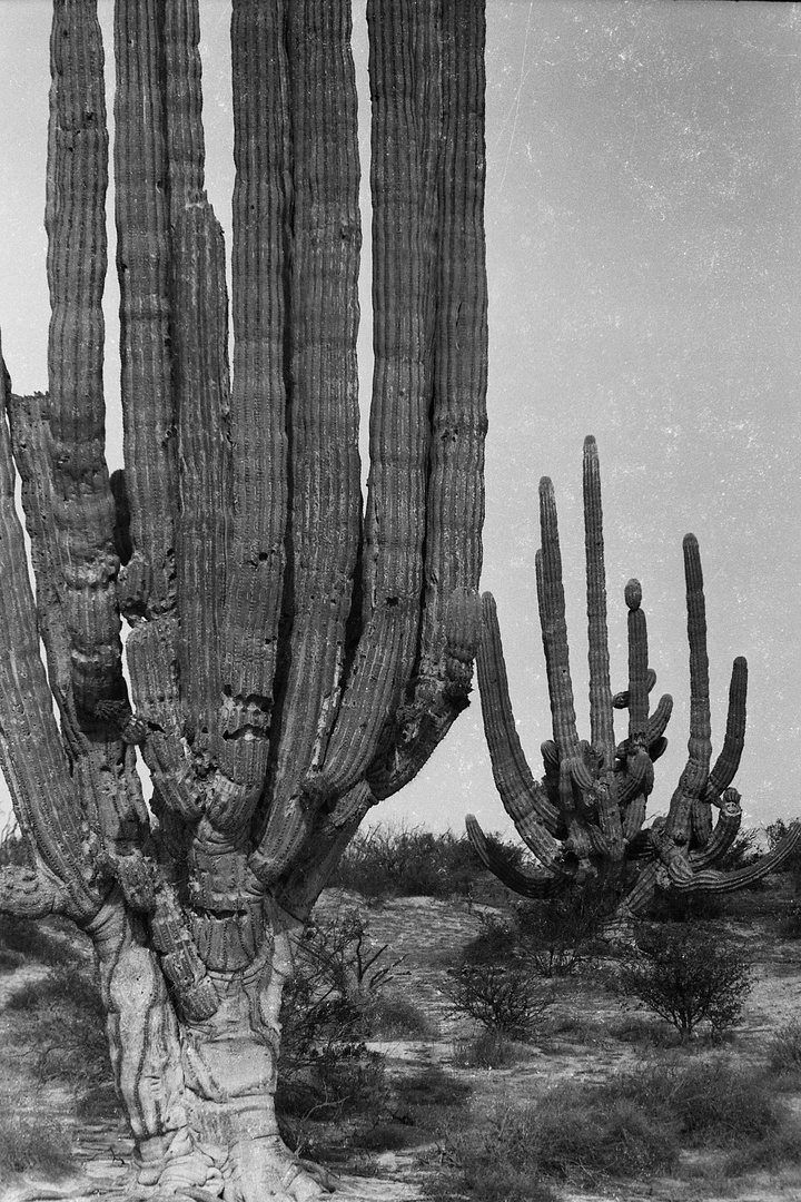 Alte Saguaros