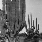 Alte Saguaros