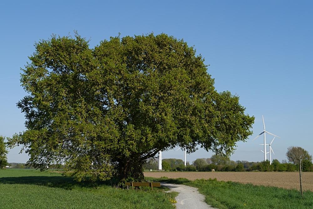 Alte Schätze