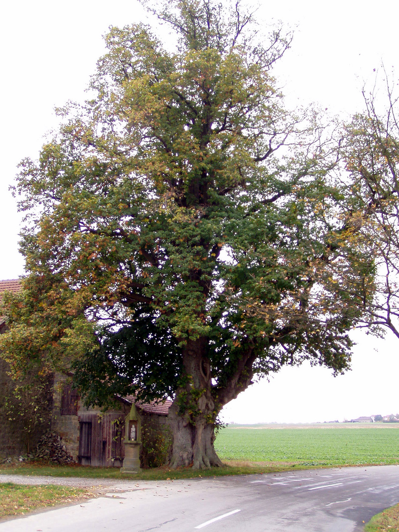 Alte Scheune uralter Baum Foto & Bild pflanzen, pilze & flechten
