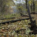 Alte Schienen bei Buchenwald