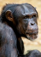 Alte Schimpansen - Dame