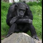 alte Schimpansendame