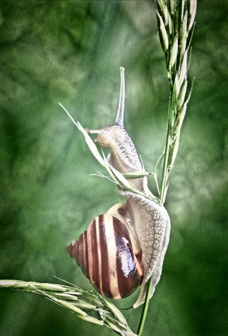 "Alte" Schnecke