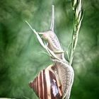 "Alte" Schnecke