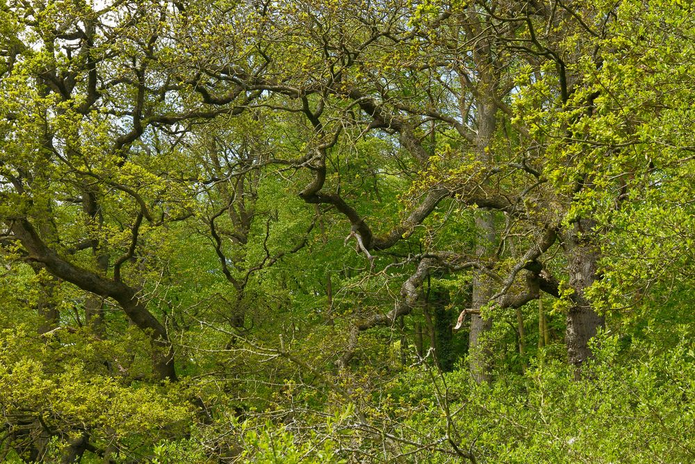 Alte Schönheiten