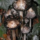 Alte Schopftintlinge (Coprinus comatus) am Juffernbach in MS-Handorf