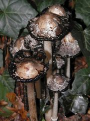 Alte Schopftintlinge (Coprinus comatus) am Juffernbach in MS-Handorf