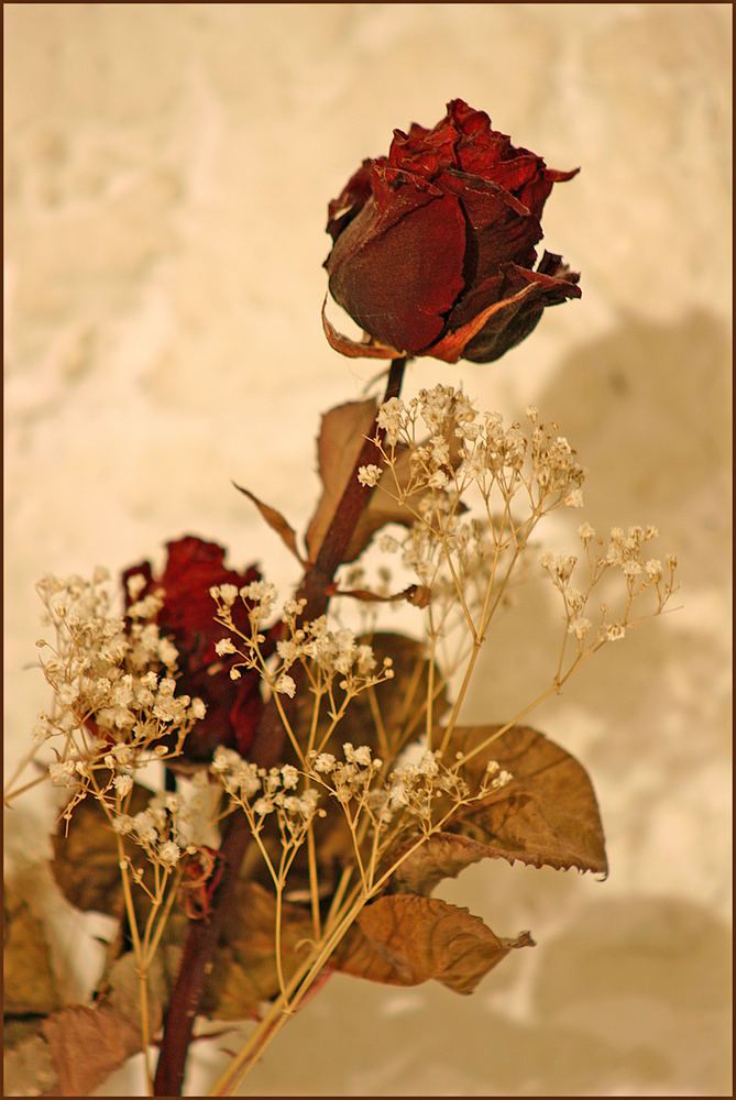 alte staubige getrocknete rose : aber alte liebe rostet nicht by Har Wei