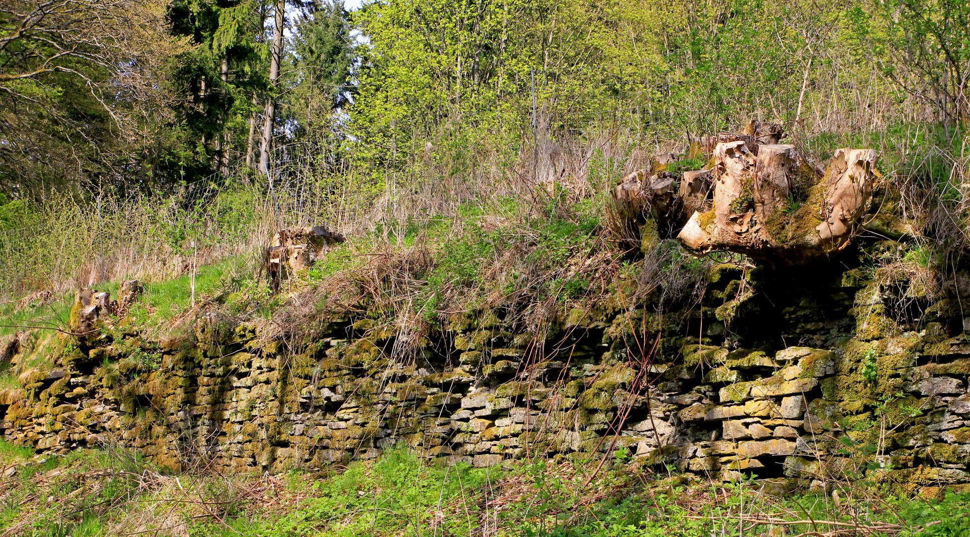 Alte Steinmauer in Kreuztal-Burgholdinghausen