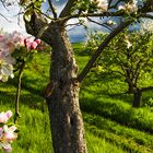 alte Streuobstwiese am Apfelbach