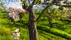 alte Streuobstwiese am Apfelbach