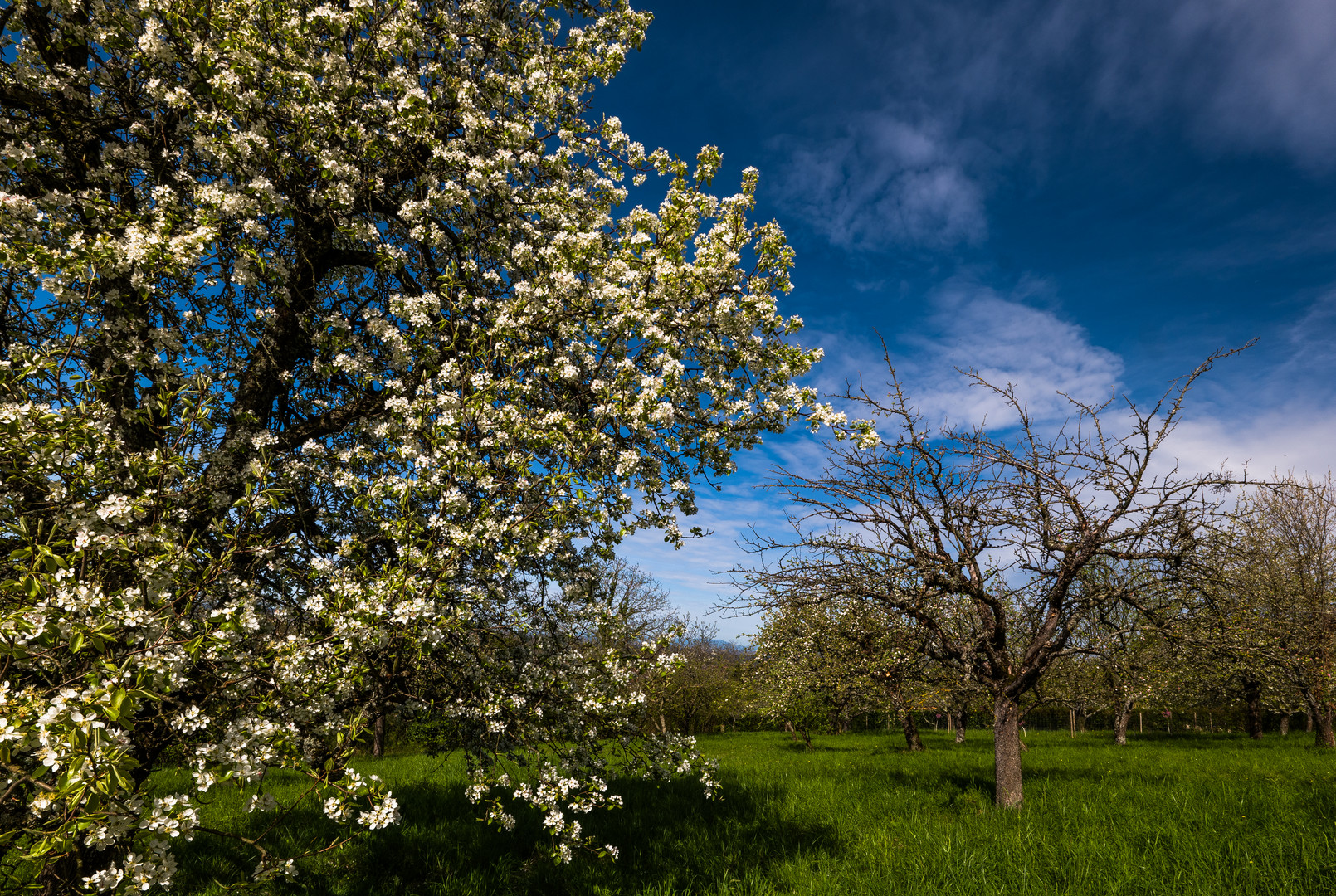 Alte Streuobstwiese im Markgräflerland