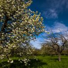 Alte Streuobstwiese im Markgräflerland