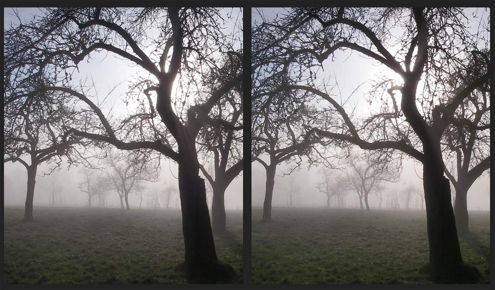 Alte Streuobstwiese im Morgennebel