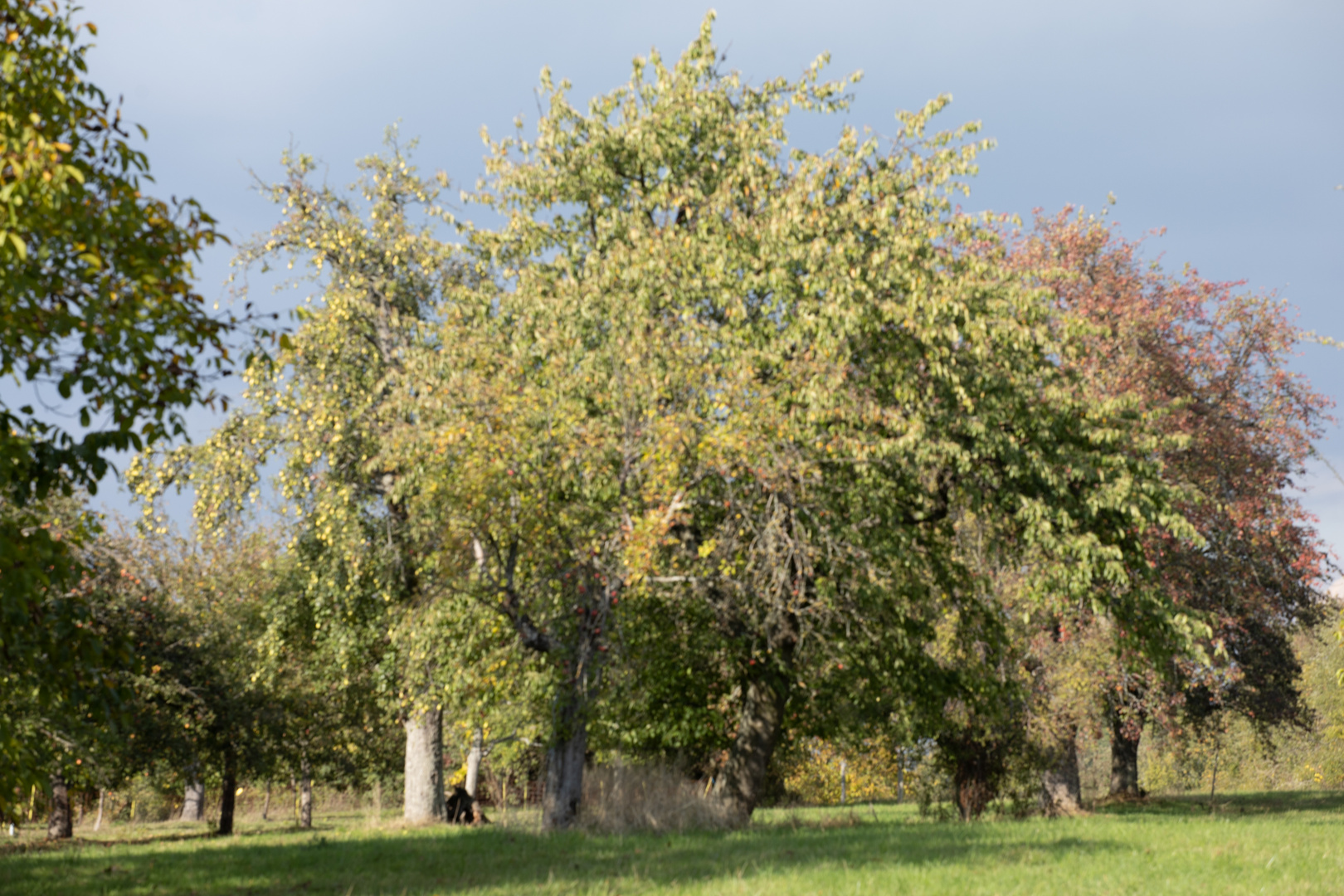 Alte Streuobstwiesen