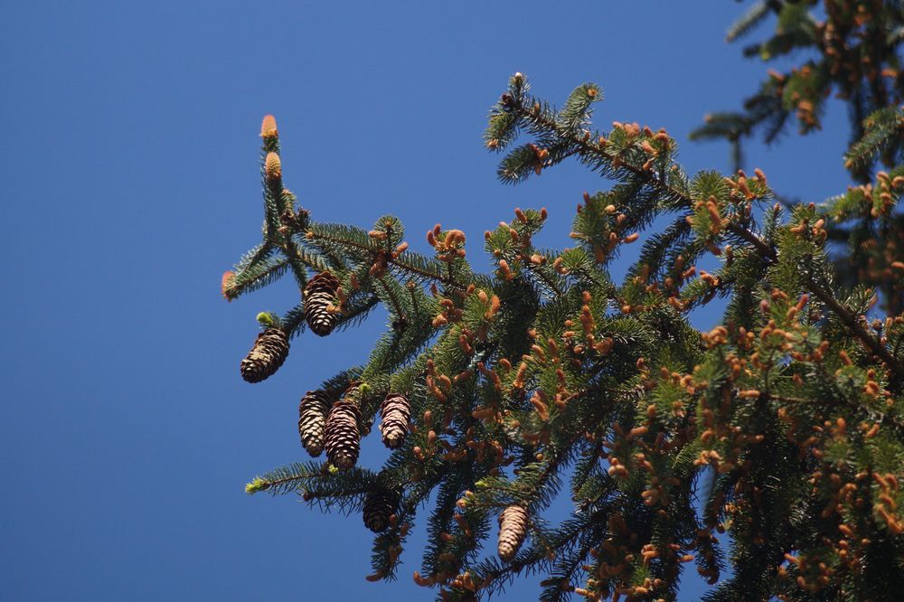 36+ Kleine Wilde Tanne Im Garten, Ob als windschutz, als zierbaum im