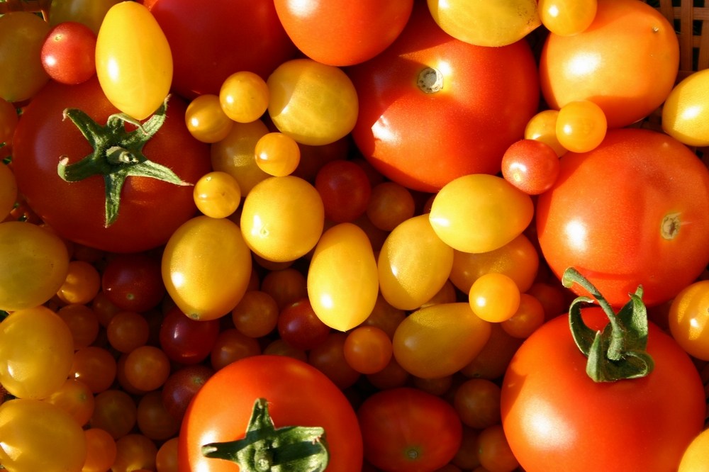 Alte Tomatensorten: Ein kulinarisches Erbe mit unverwechselbarem Geschmack
