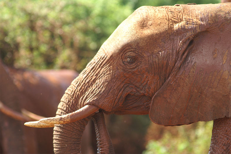 Alte Tsavo Lady