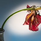 Alte Tulpe in Vase 