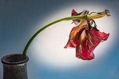 Alte Tulpe in Vase 