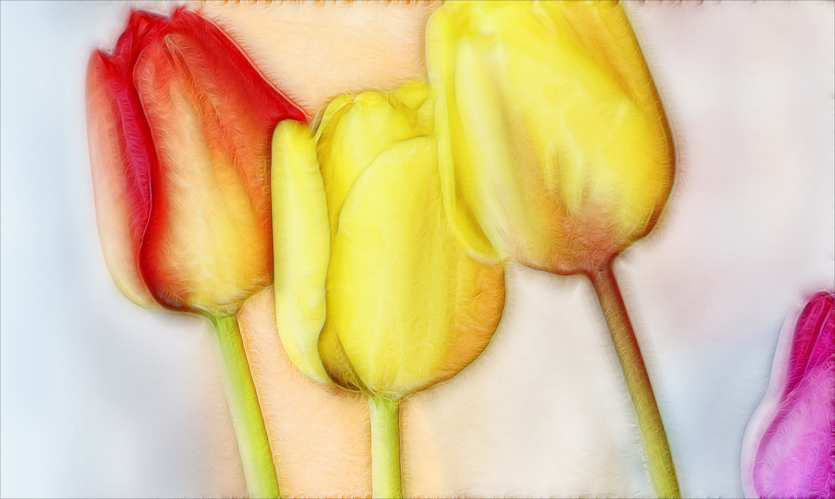 alte tulpen ...