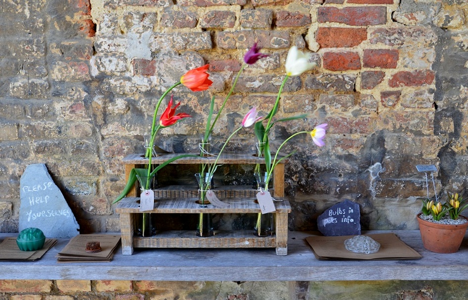 alte tulpensorten in sissinghurst (kent)