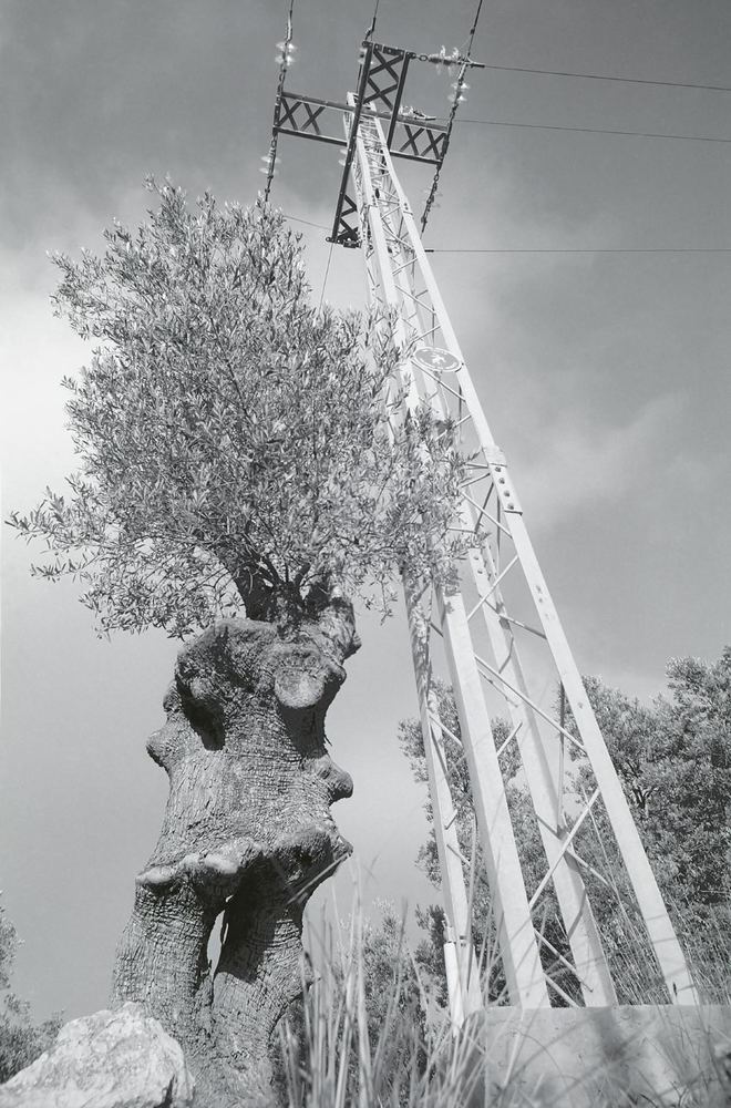 Alte u. neue Bäume von Georg Hanke