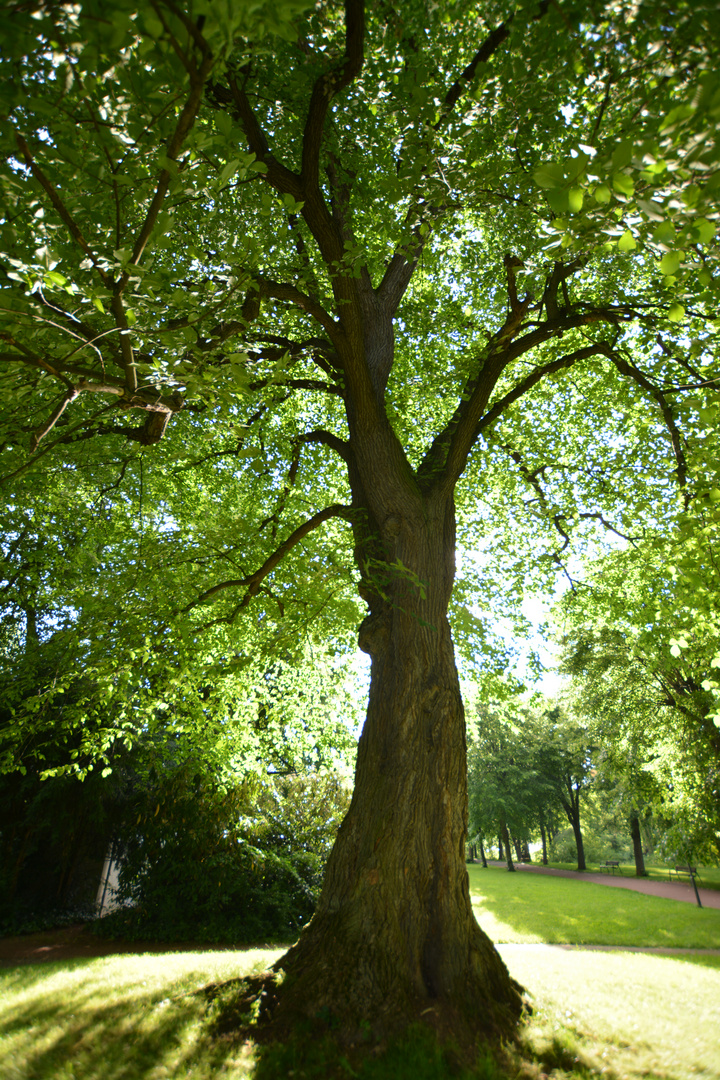 Alte Ulme im Heinrich-Heine-Park in Heiligenstadt