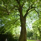 Alte Ulme im Heinrich-Heine-Park in Heiligenstadt