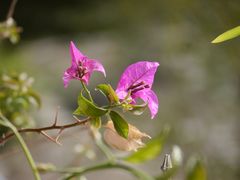 alte und frische Blüten