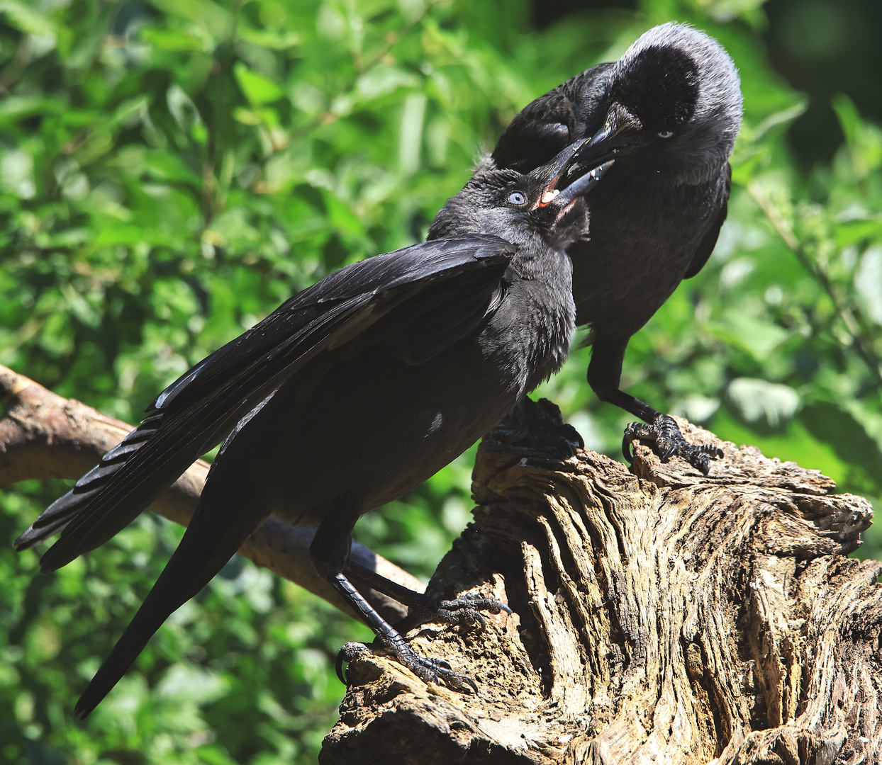 Alte und Junge -- Dohle Corvus monedula