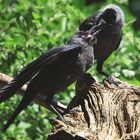 Alte und Junge -- Dohle Corvus monedula