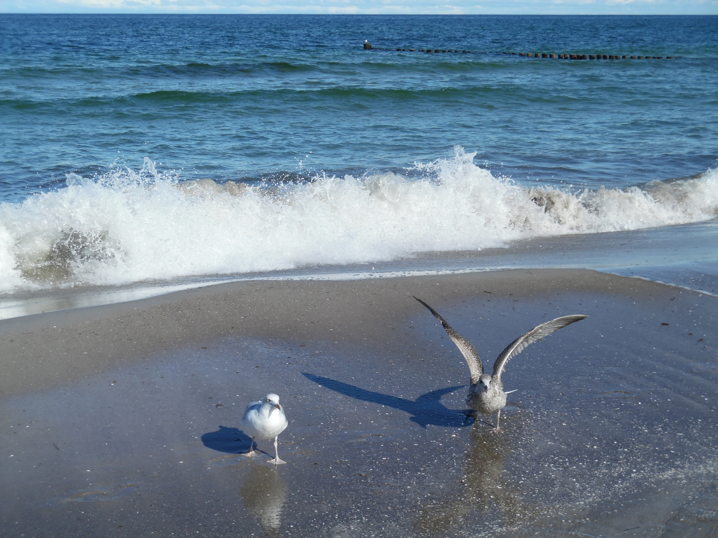 Alte und junge Möwe an der Ostsee