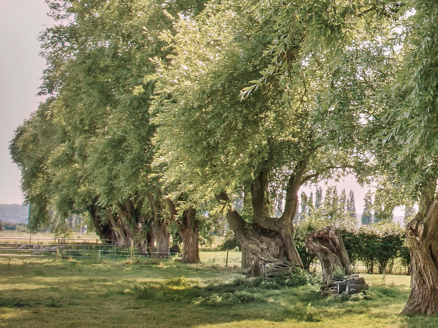 alte und schöne Bäume