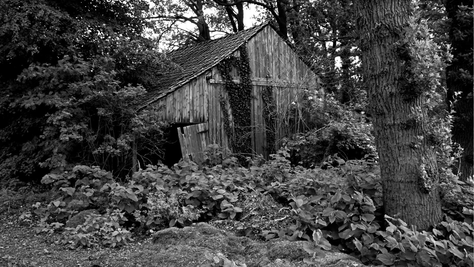 alte verfallende Holzscheune