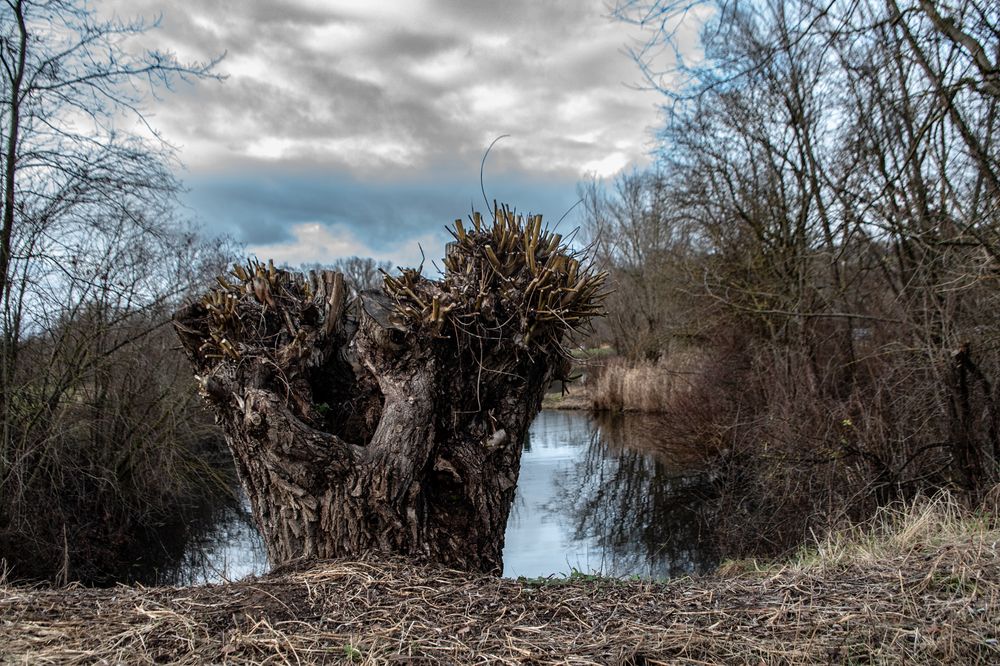 alte Weide am Inselesee Foto & Bild landschaft, bach, fluss & see