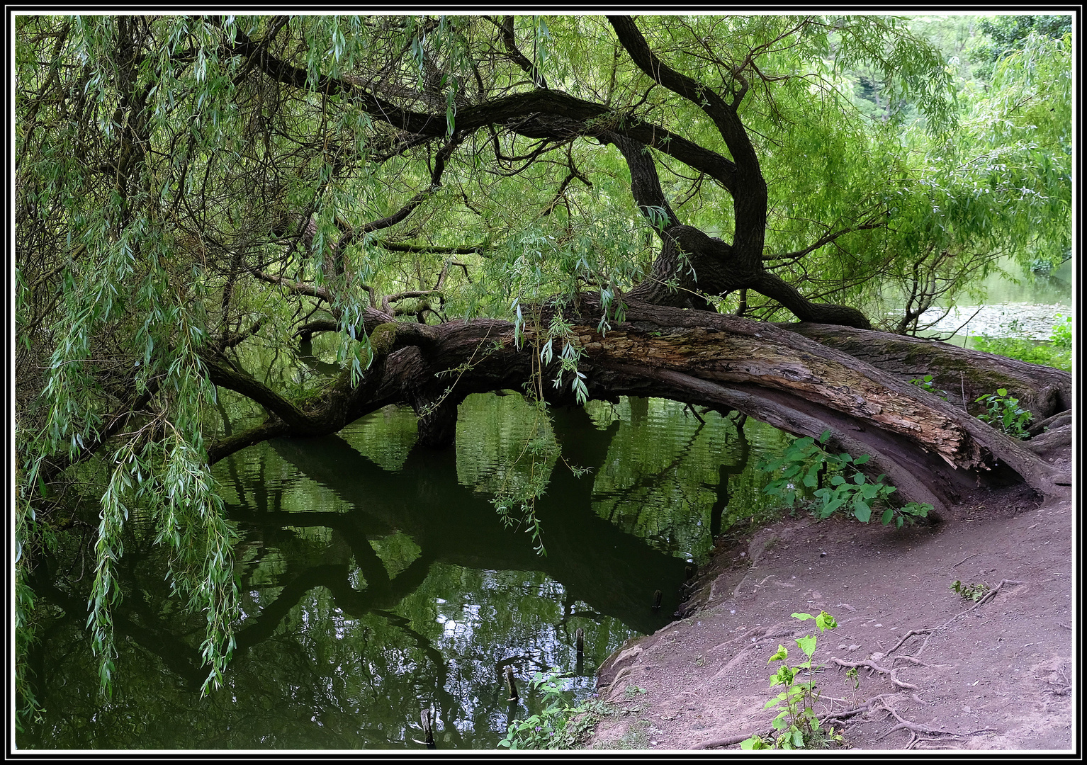 Alte Weide am Lac