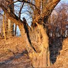 Alte Weide am Rhein bei Speyer