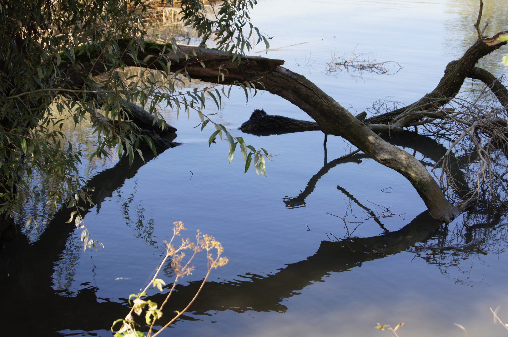 Alte Weide an der Aare