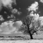 Alte Weide auf verschneitem Feld