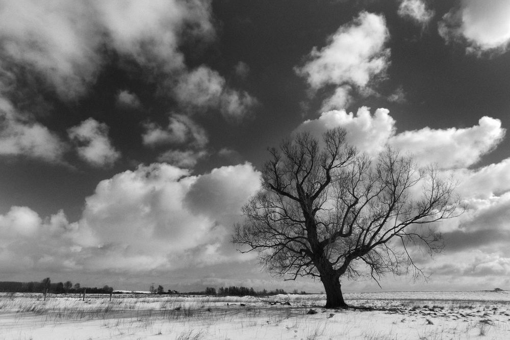 Alte Weide auf verschneitem Feld