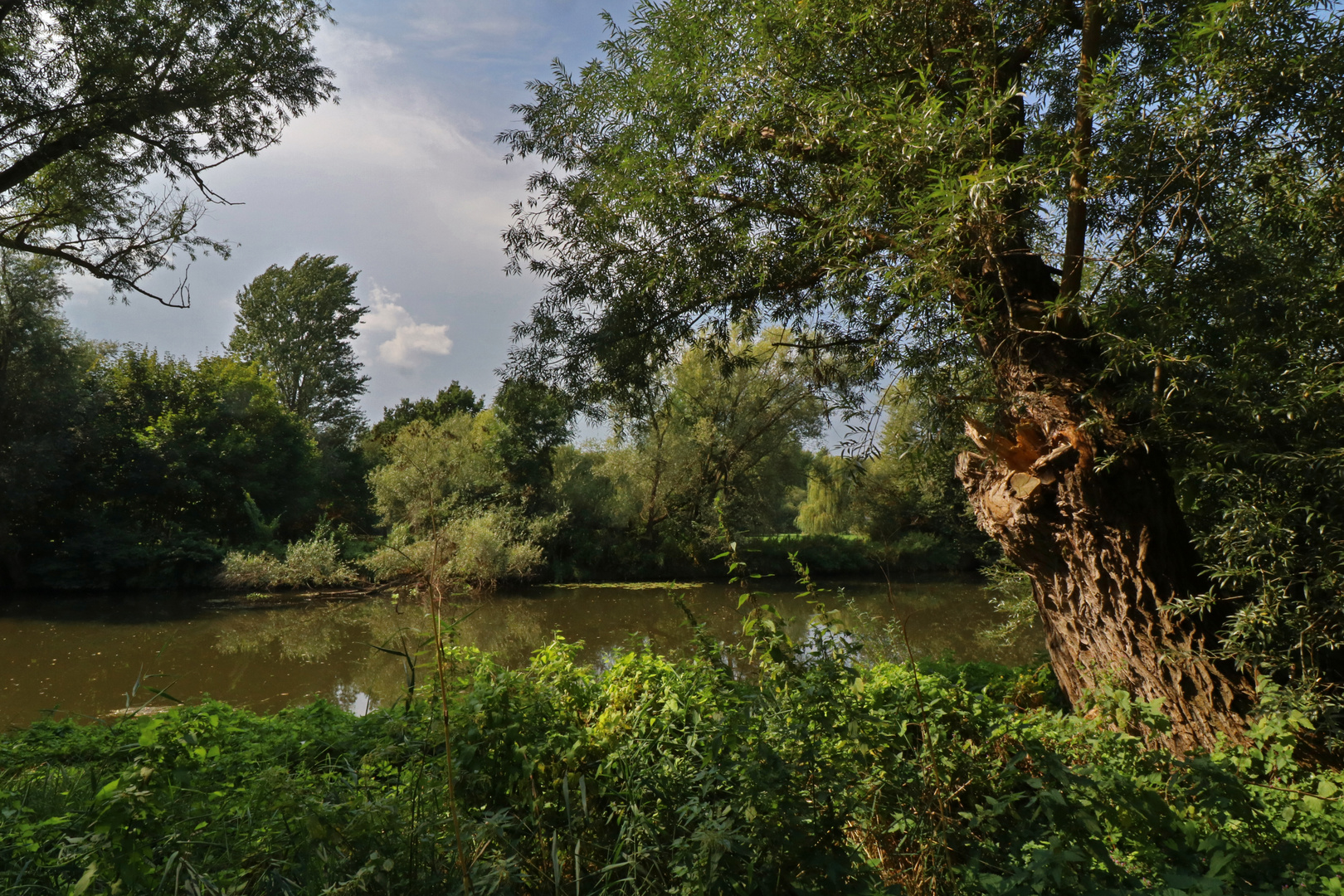 Alte Weide im Licht 