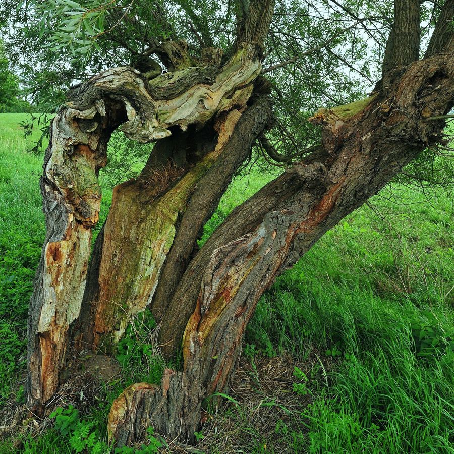 alte Weide in der Nähe von Kritzmow