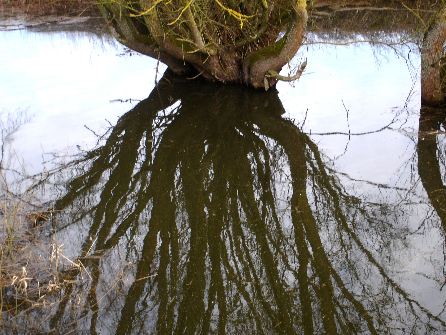 Alte Weide in der wasserreichen Elbauenlandschaft