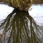 Alte Weide in der wasserreichen Elbauenlandschaft